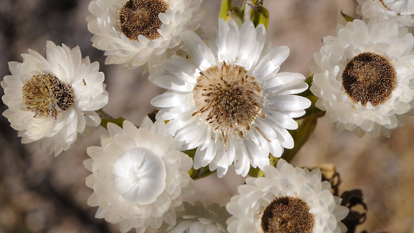 img blumen